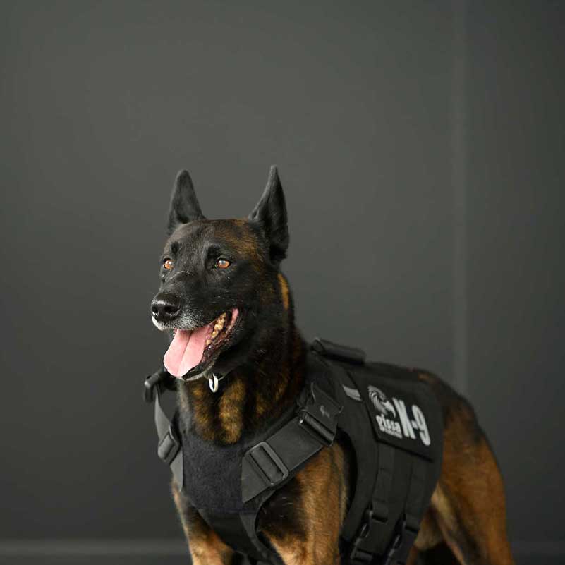 k9