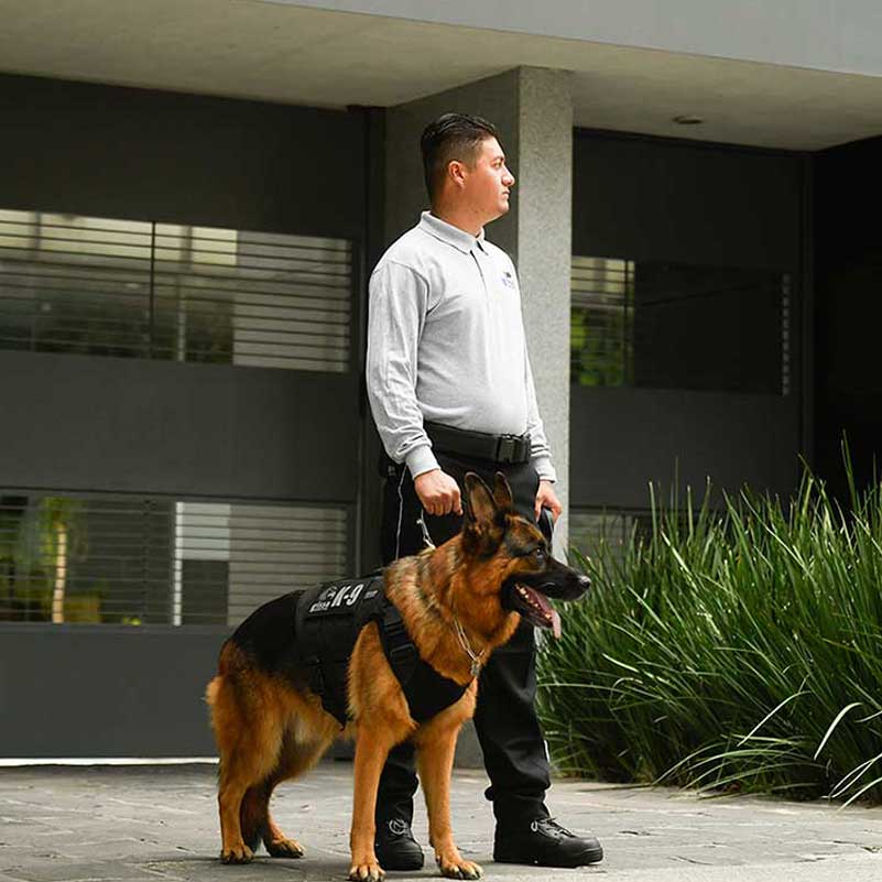 k9